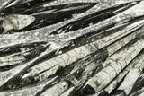 Polished Fossil Orthoceras (Cephalopod) Plate - Morocco #359663-1